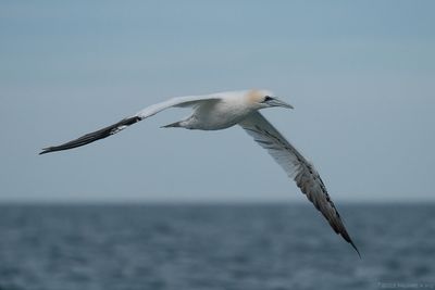 jan-van-gent - northern gannet