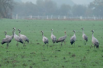 kraanvogel - common crane