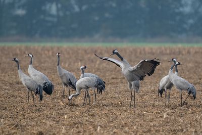 kraanvogel - common crane