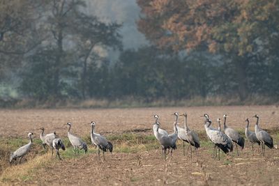 kraanvogel - common crane