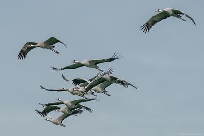 kraanvogel - common crane