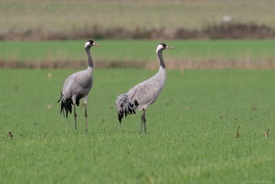 kraanvogel - common crane
