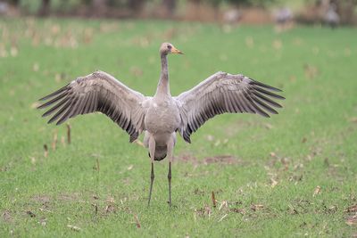 kraanvogel - common crane