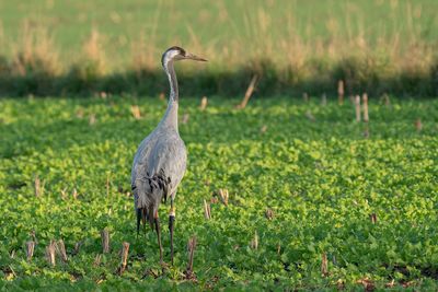 kraanvogel - common crane