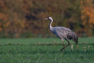 kraanvogel - european crane