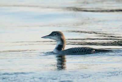 ijsduiker - common loon