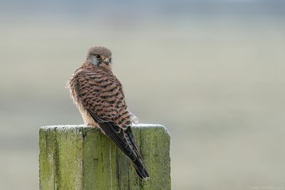 torenvalk - kestrel