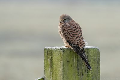 torenvalk - kestrel