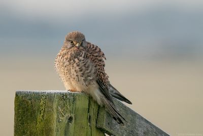 torenvalk - kestrel