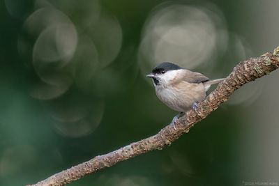 glanskopmees - marsh tit