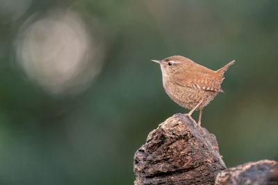 winterkoning - wren