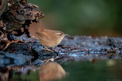 winterkoning - wren