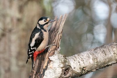grote bonte specht - great spotted woodpecker