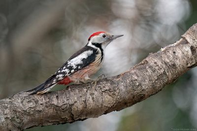 middelste bonte specht - middle spotted woodpecker