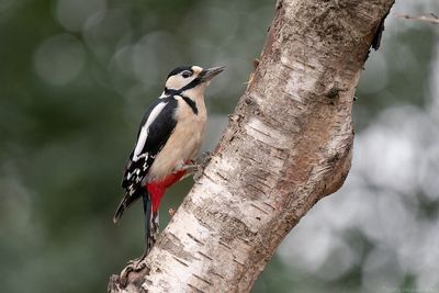 grote bonte specht - great spotted woodpecker