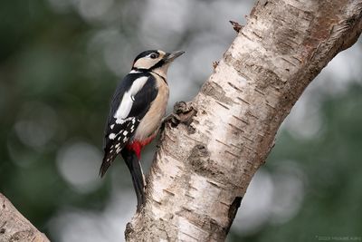 grote bonte specht - great spotted woodpecker