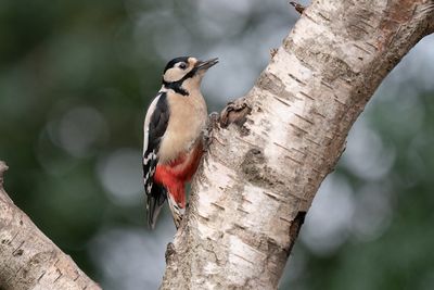 grote bonte specht - great spotted woodpecker