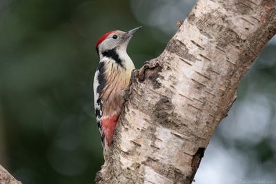 middelste bonte specht - middle spotted woodpecker