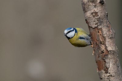 pimpelmees - blue tit