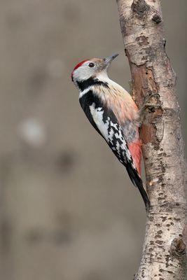 middelste bonte specht - middle spotted woodpecker