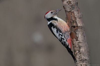 middelste bonte specht - middle spotted woodpecker