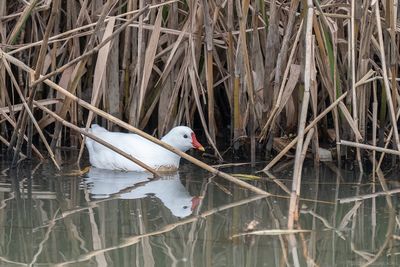 waterhoen - moorhen