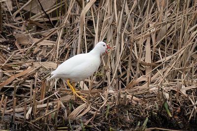 waterhoen - moorhen