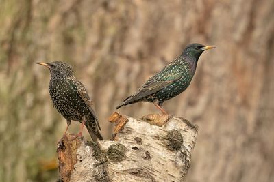 spreeuw - starling
