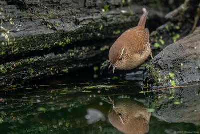 winterkoning - wren