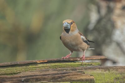 appelvink - hawfinch