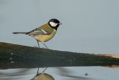 koolmees - great tit