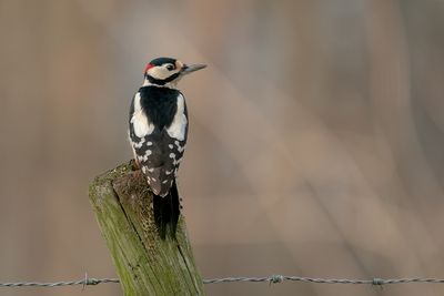 grote bonte specht - great spotted woodpecker