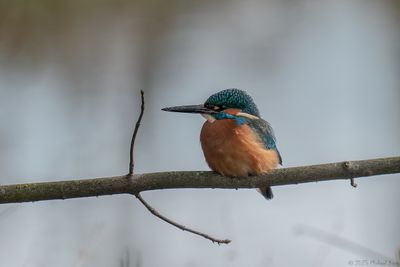 ijsvogel - kingfisher