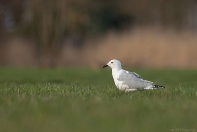 ringsnavelmeeuw - ring-billed gull