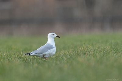 ringsnavelmeeuw - ring-billed gull