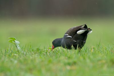 waterhoen - moorhen
