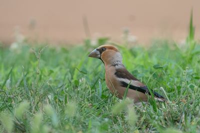 appelvink - hawfinch