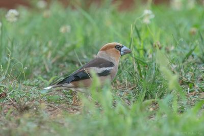 appelvink - hawfinch