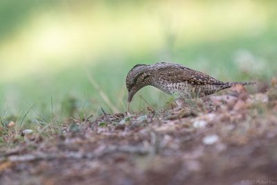 draaihals - wryneck