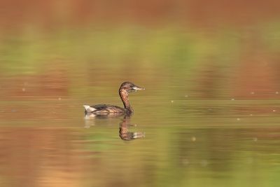 dodaars - little grebe