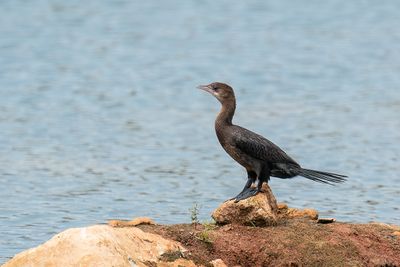 dwergaalscholver - little cormorant