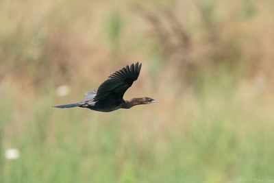 dwergaalscholver - pygmy cormorant