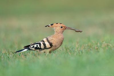 hop - Eurasian hoopoe