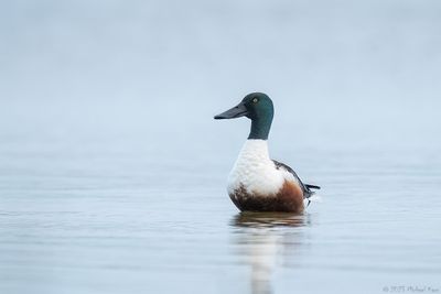 slobeend - northern shoveler