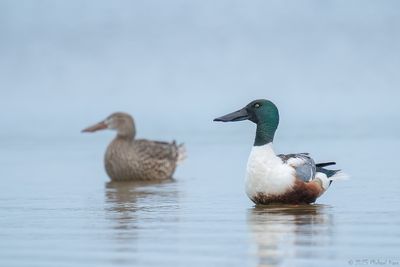 slobeend - northern shoveler
