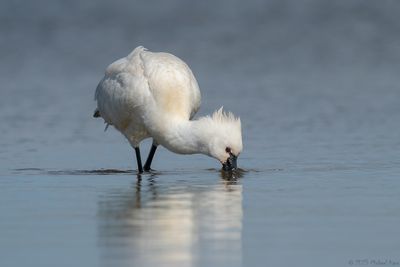 g13/50/890750/3/173874806.d8e7e2ef.JPEG