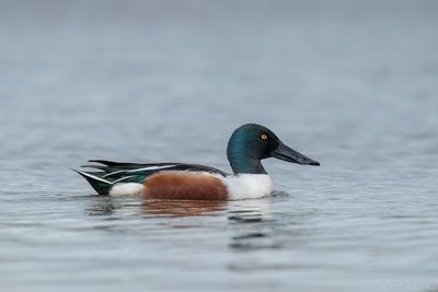Nothern Shoveler - Slobeend - Anas clypeata