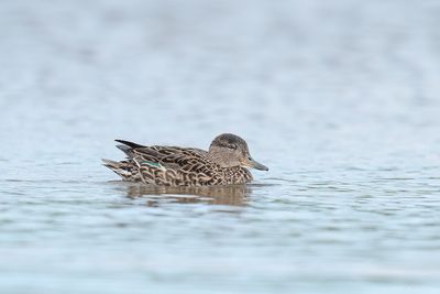 wintertaling - Eurasian teal