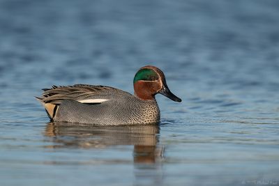 Common Teal - Wintertaling - Anas crecca