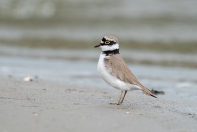kleine plevier - little ringed plover